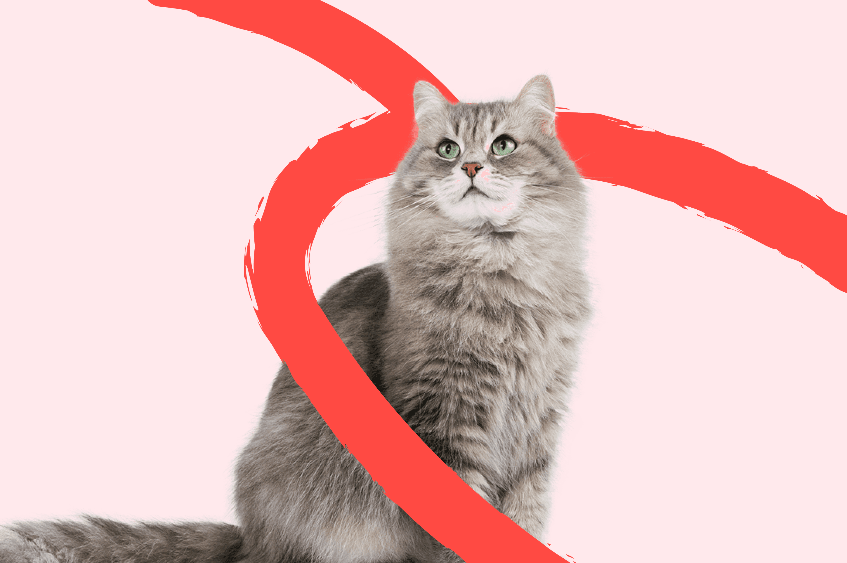 Pawly
